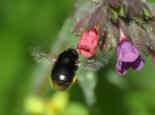 Female hairy-footed flower bee